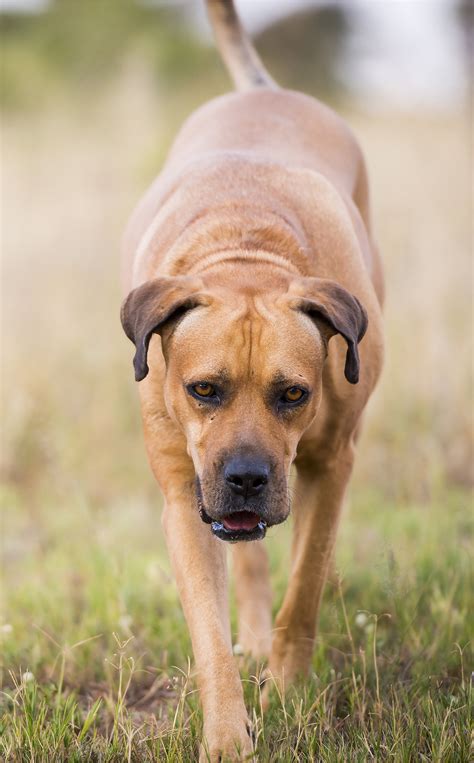 african boreal dog|boerboel dog breed information.